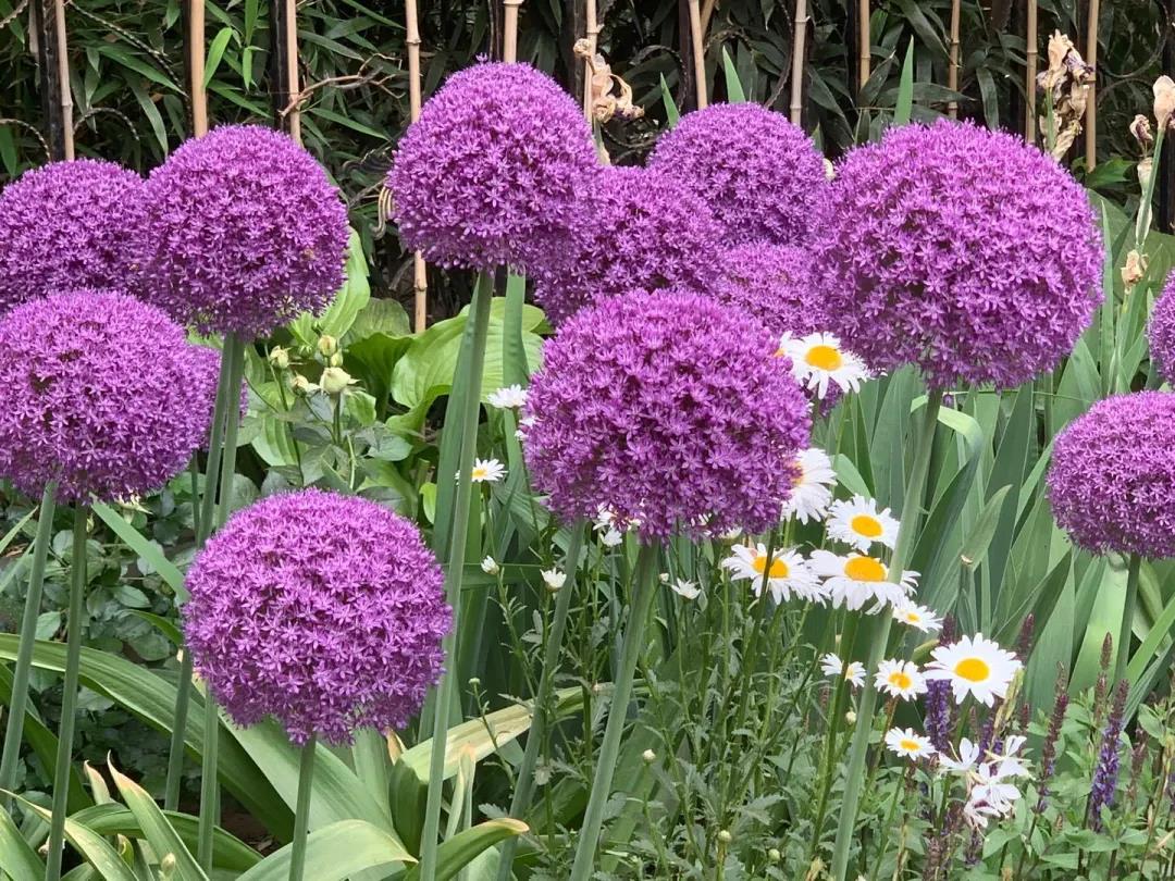 我在花園種了100棵大花蔥，年復一年美如初見