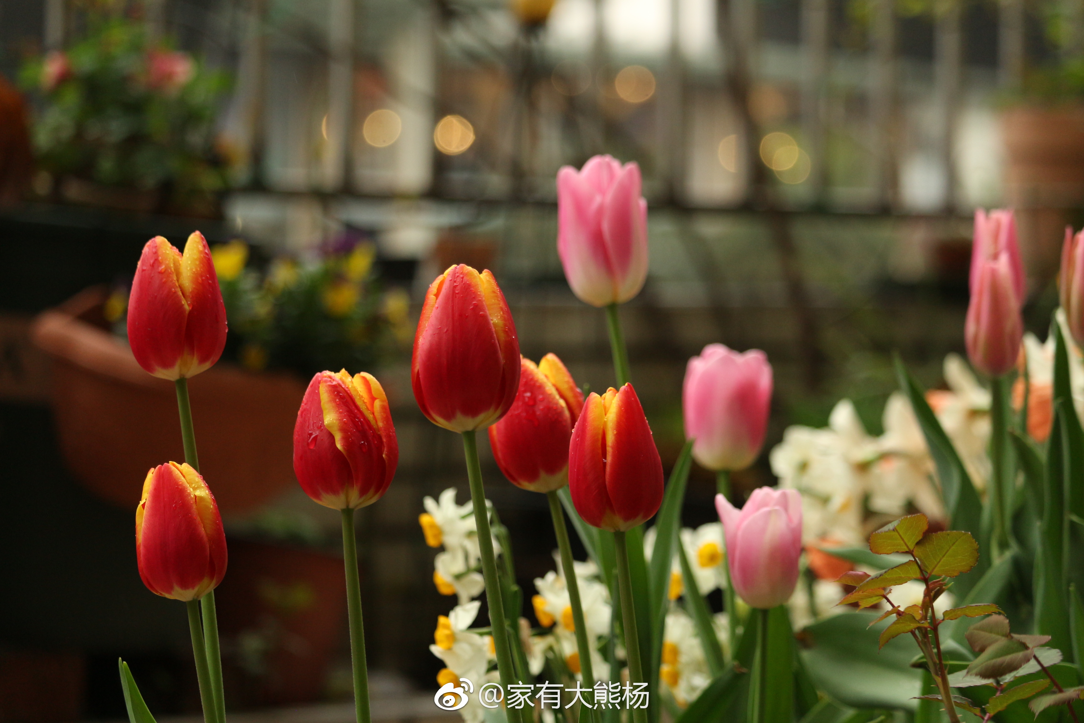 別人家花園好看的秘密，都在春天的郁金香里