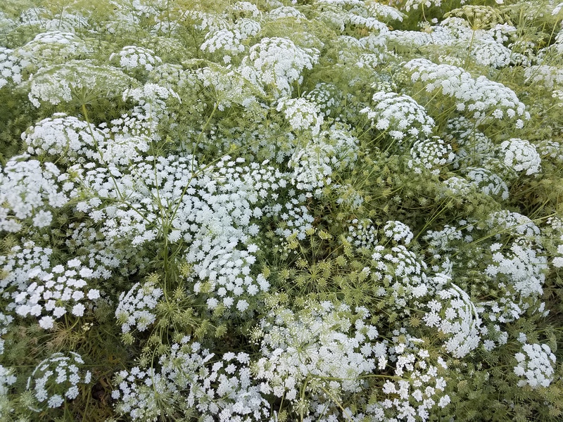 好養又百搭的‘花園蕾絲’，實現切花自由就靠它了！