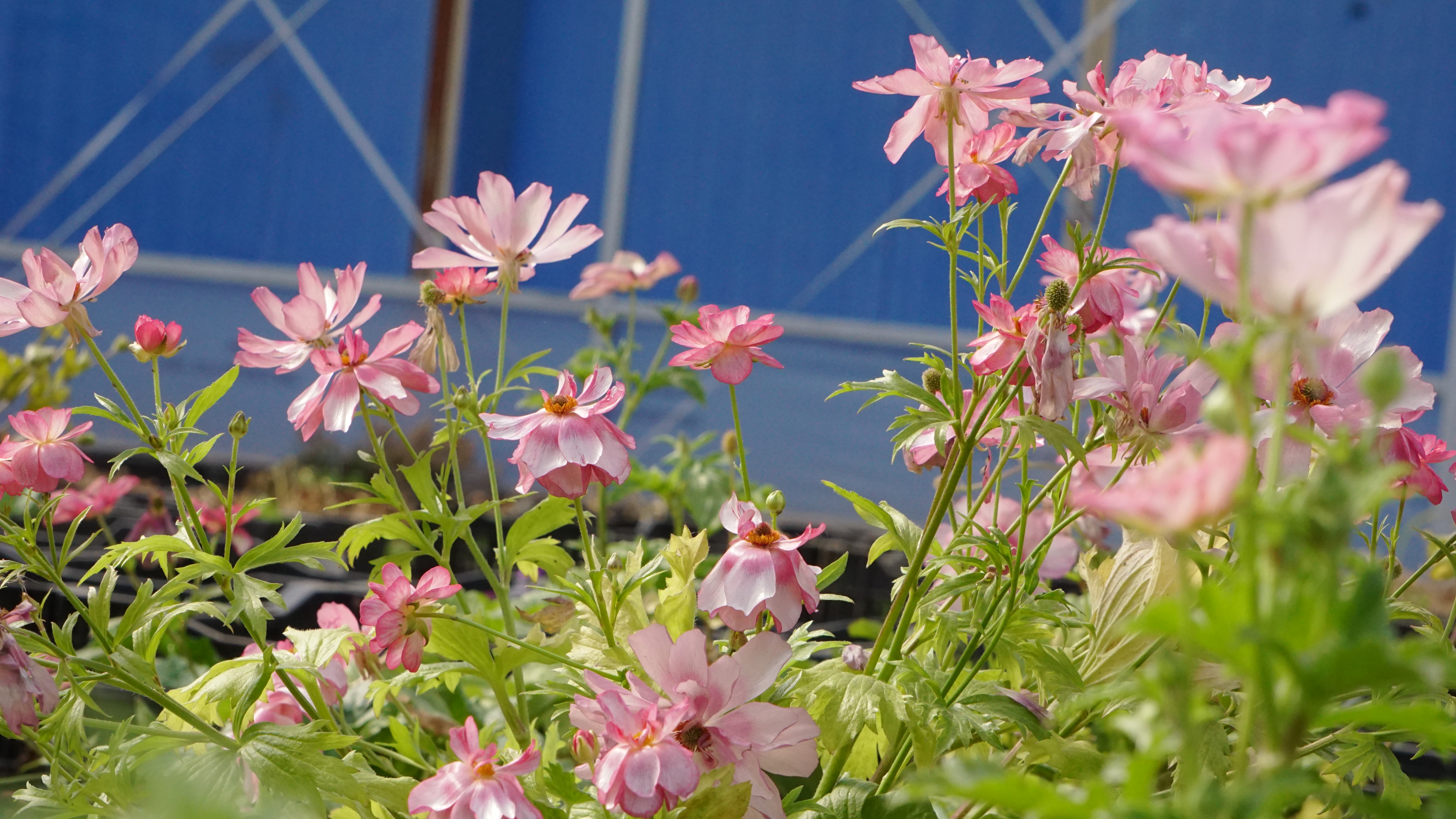 平平無奇‘小芹菜’，爆花竟比蝴蝶美！