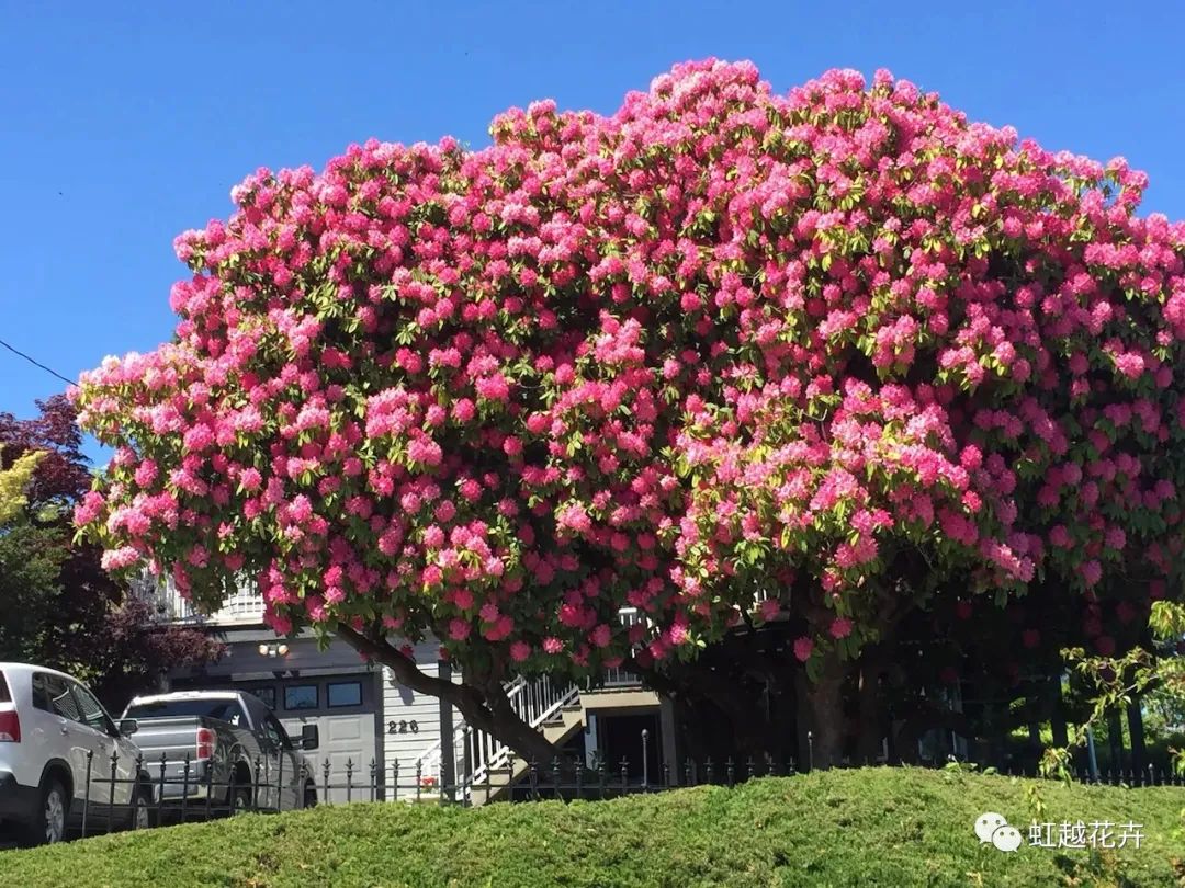 美如神的高山杜鵑，真正的花園王者！